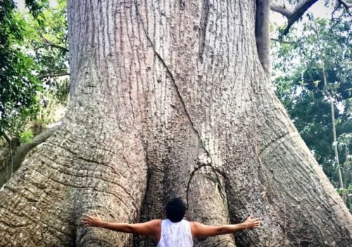 gigante de solferino arbol milenario