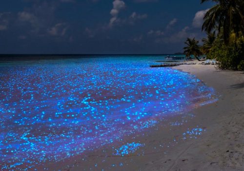 playa-bioluminiscente-holbox