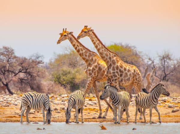 viaje a áfrica
